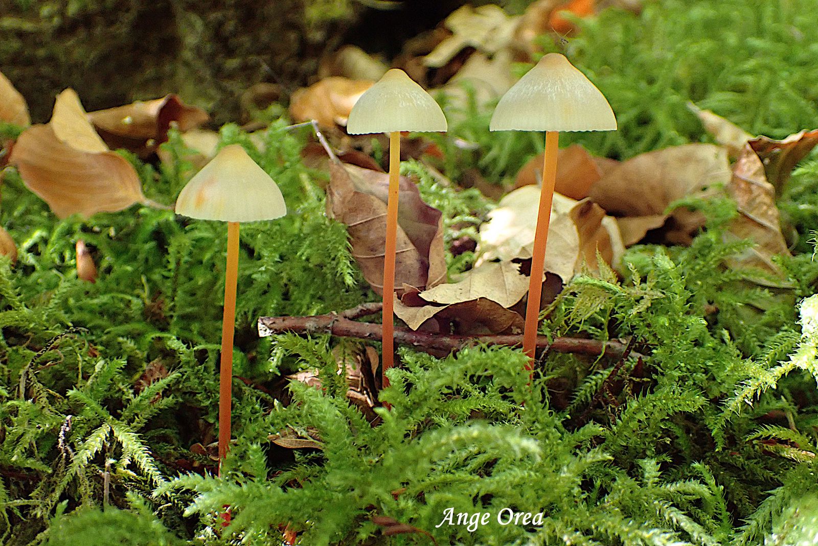 Marasmius cohaerens 2026 09 19 Oubac