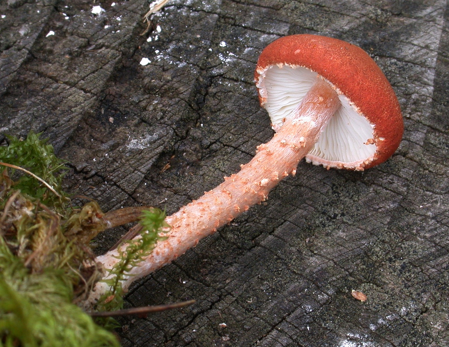 Cystoderma cinnabarina 03 09 2017 Val Louron