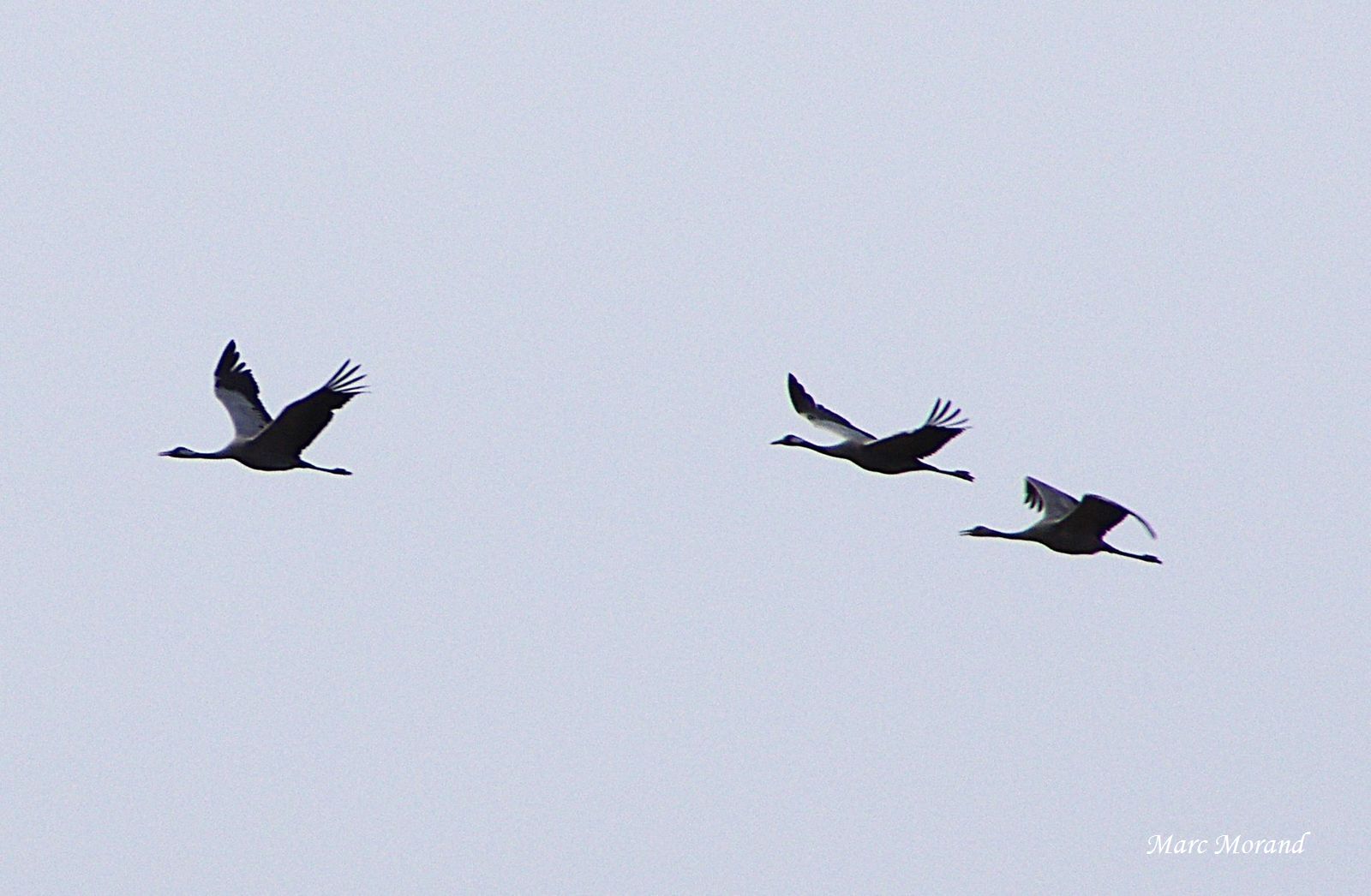 2017 12 09 Puydarrieux grues en vol 02