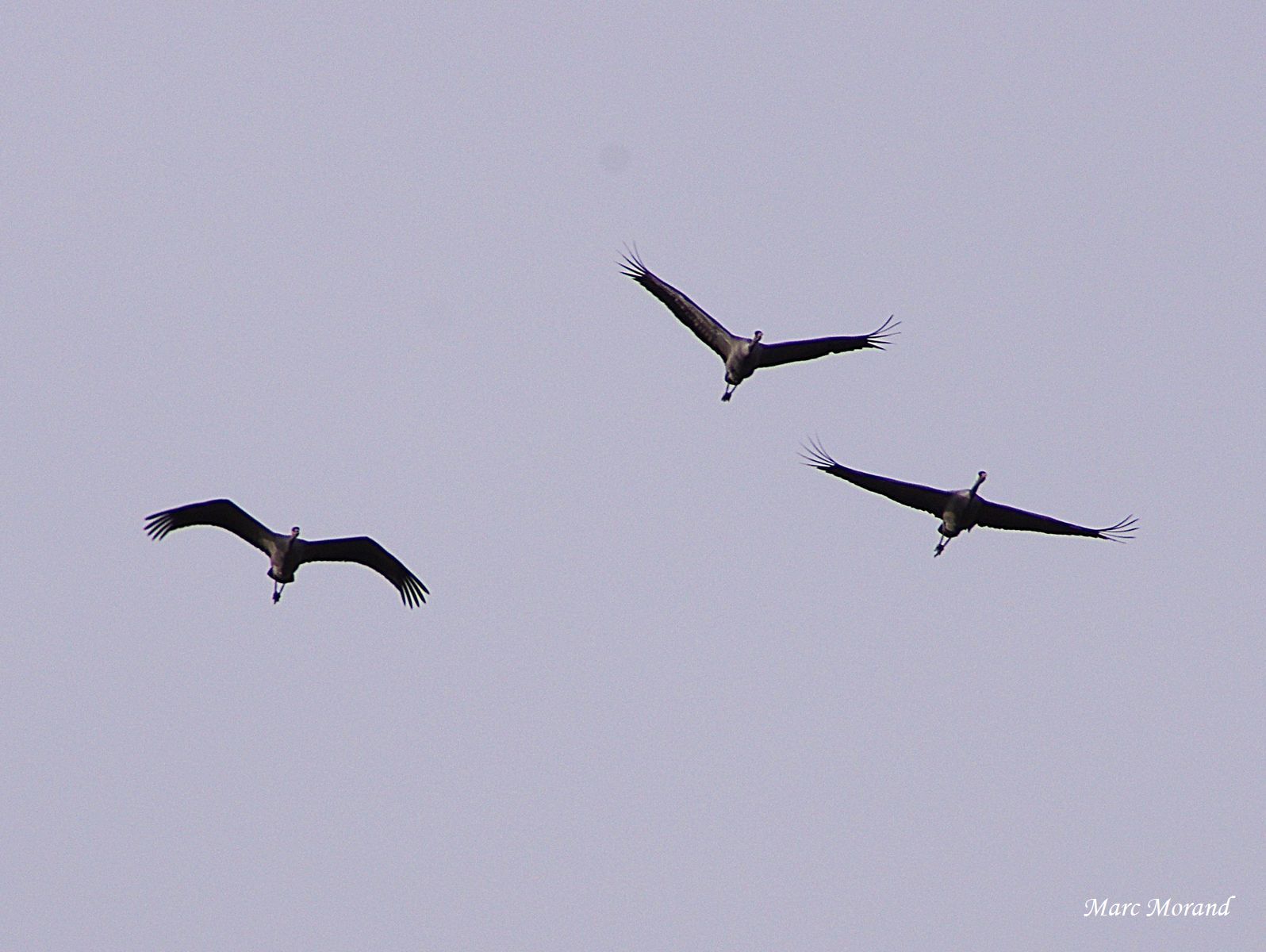 2017 12 09 Puydarrieux grues en vol 03