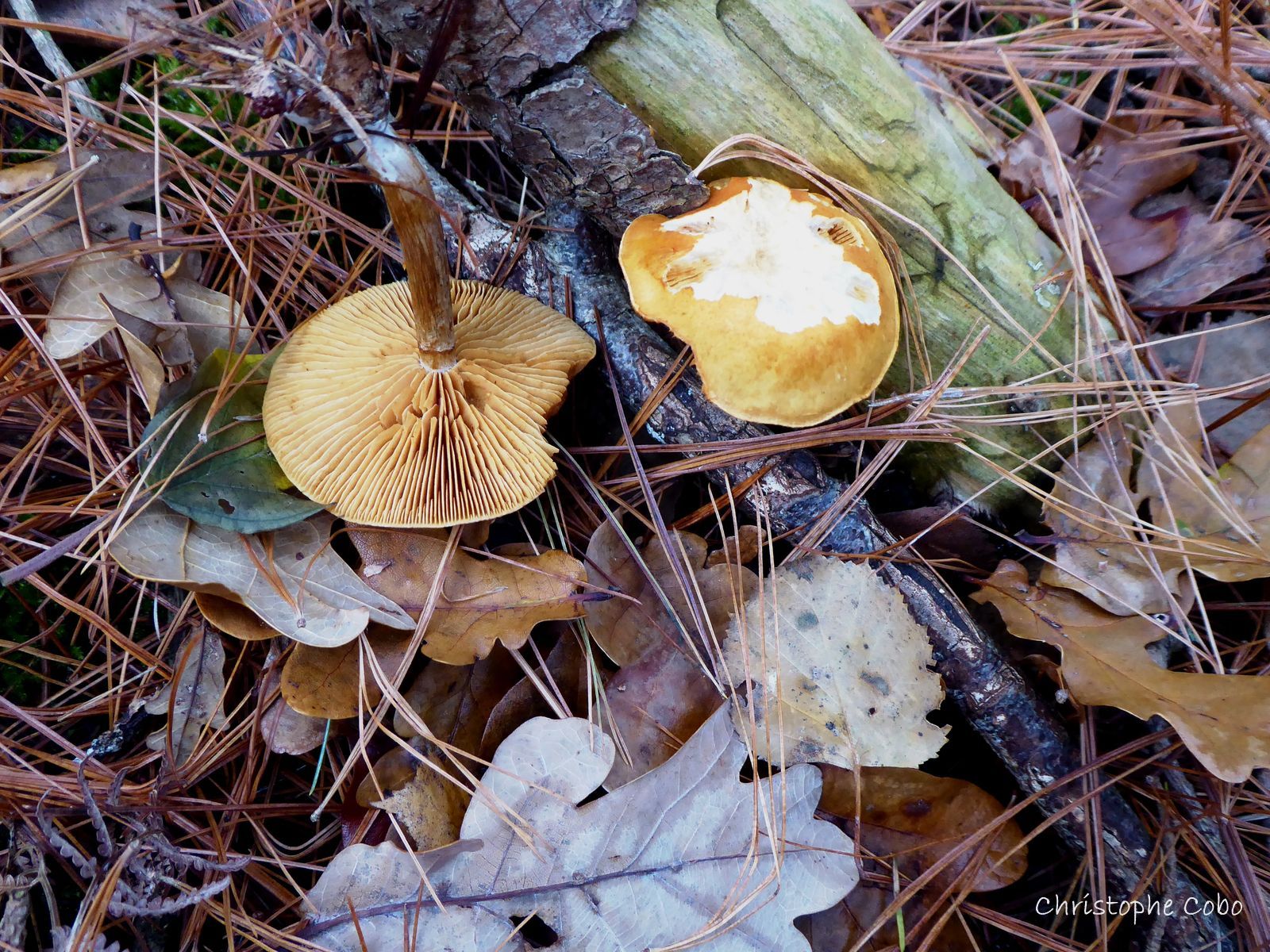 Gymnopilus penetrans 2018 12 08 Puydarrieux