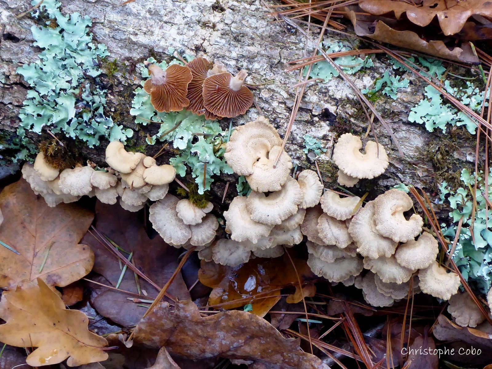 Panellus stypticus 2018 12 08 Puydarrieux