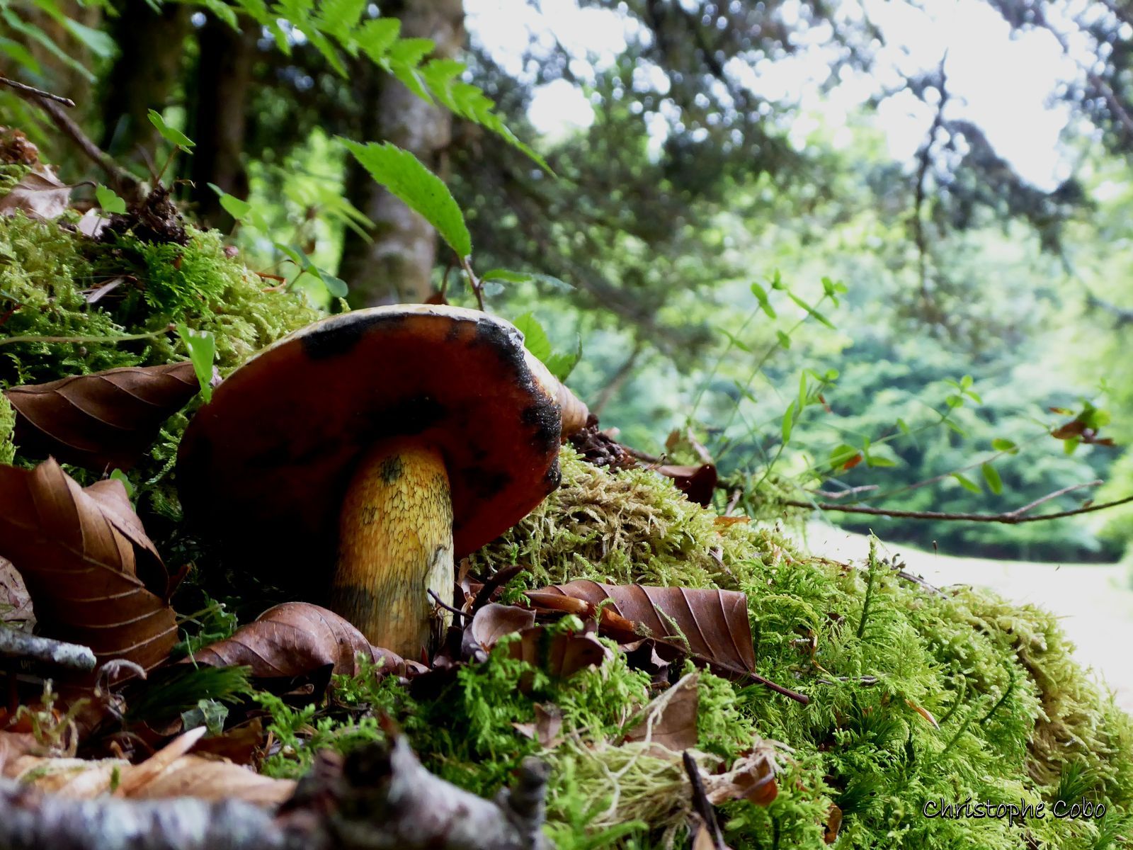 04 Boletus luridus 20190707 OUBAC