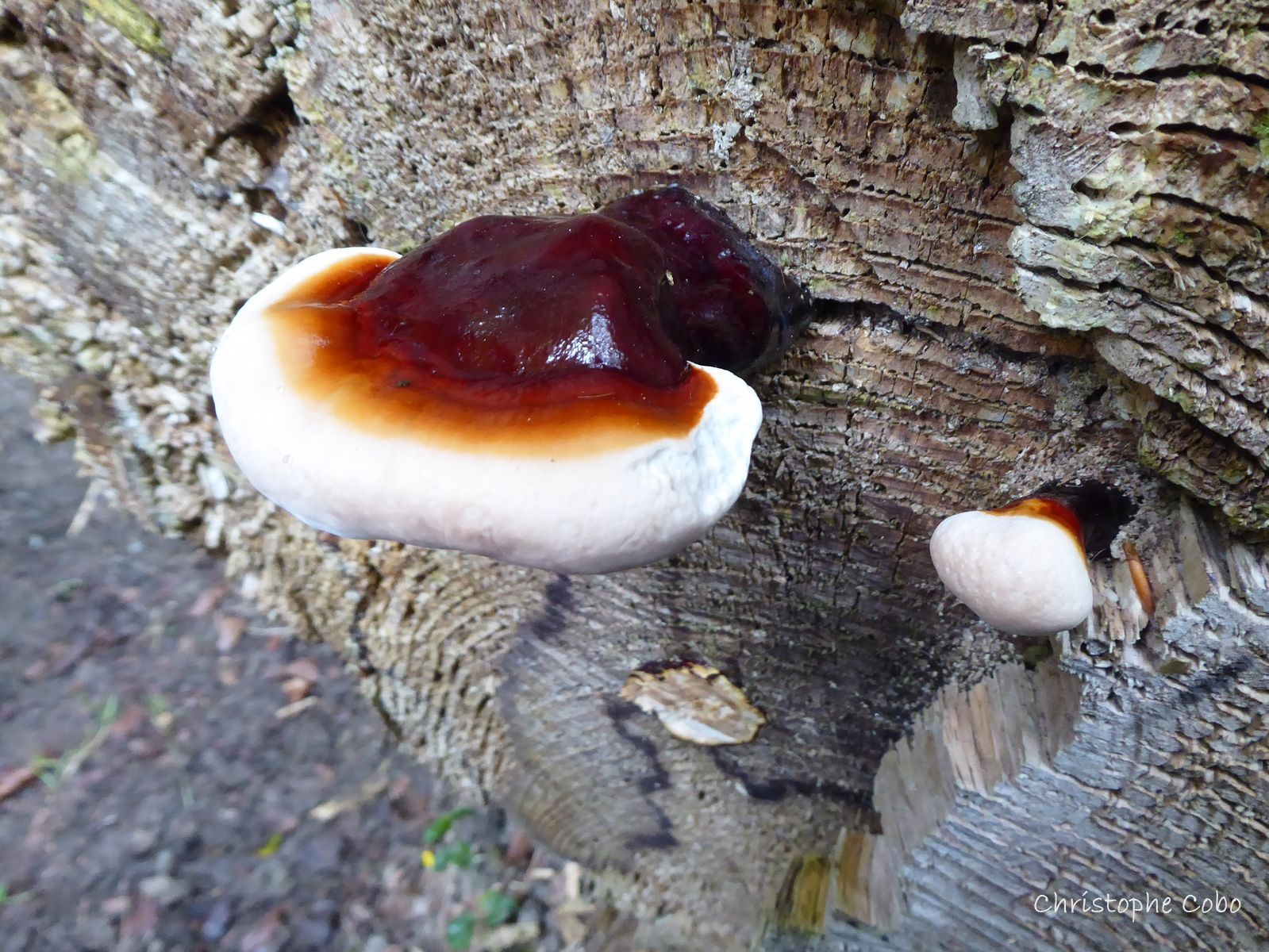 06 Ganoderma carnosum 20190707 OUBAC