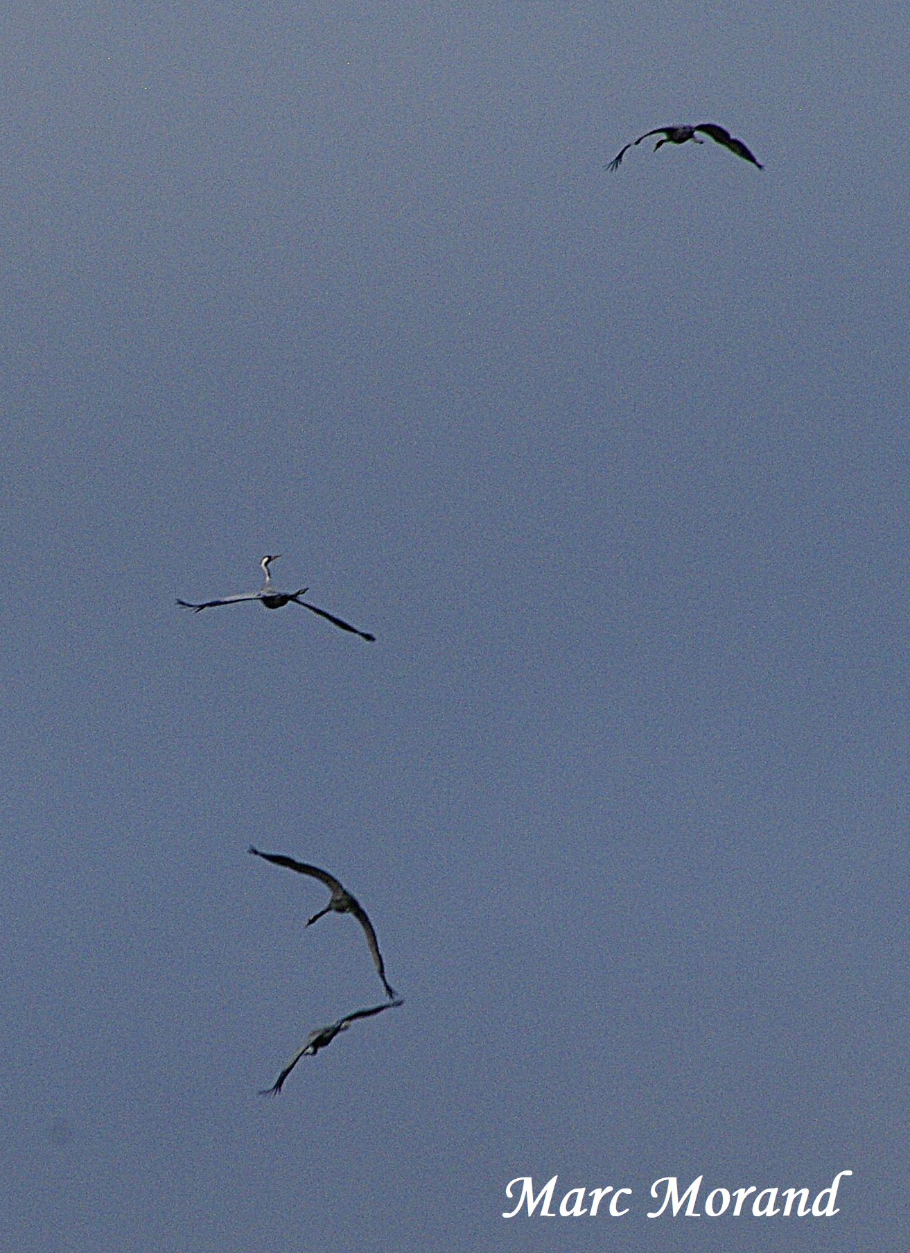 Grues et oies 2019 12 07 Puydarrieux 02