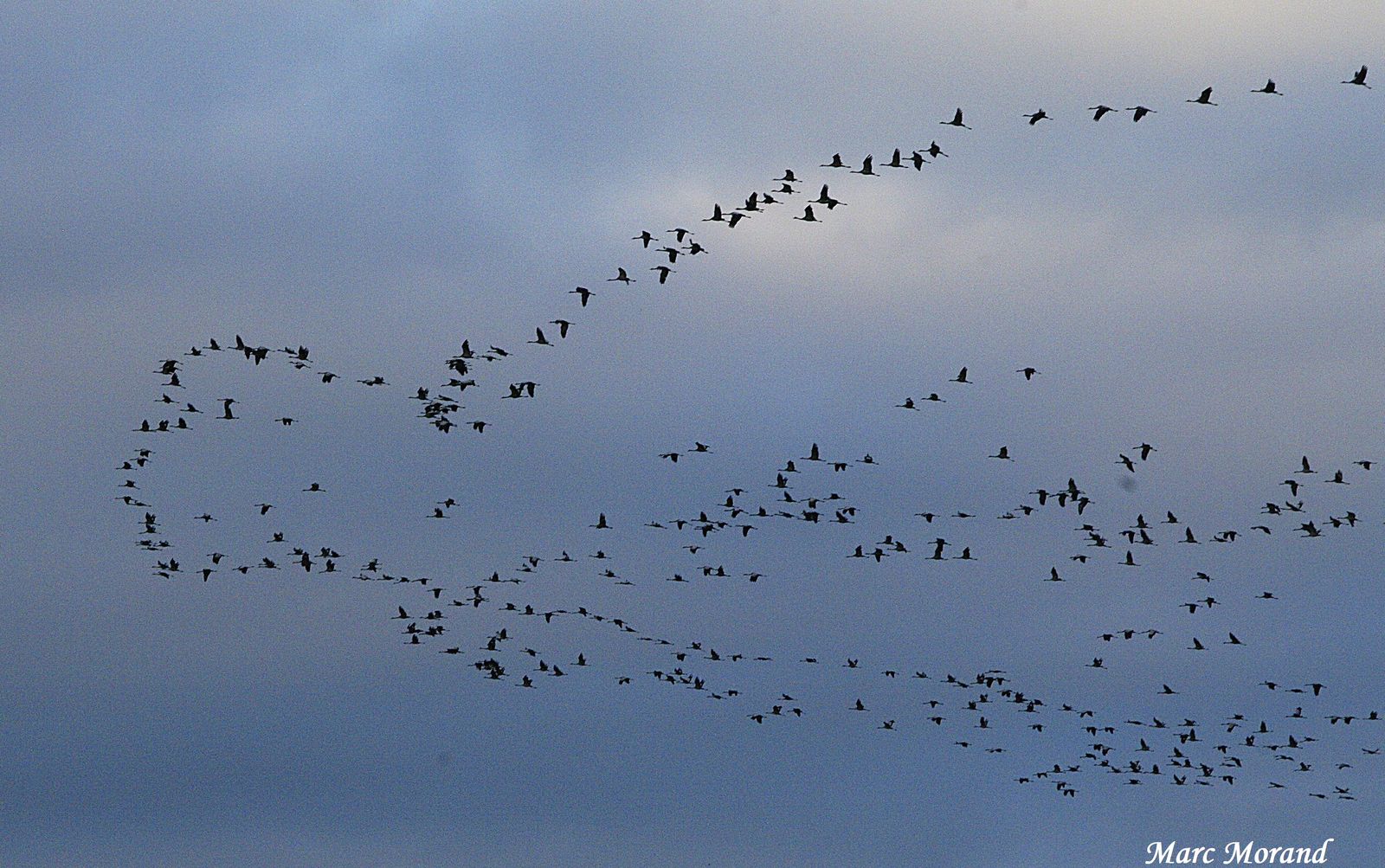 Grues et oies 2019 12 07 Puydarrieux 03