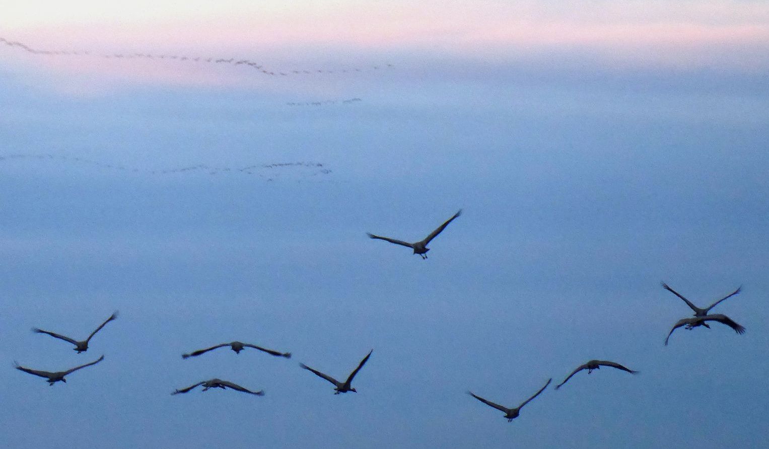 Grues et oies 2019 12 07 Puydarrieux 04