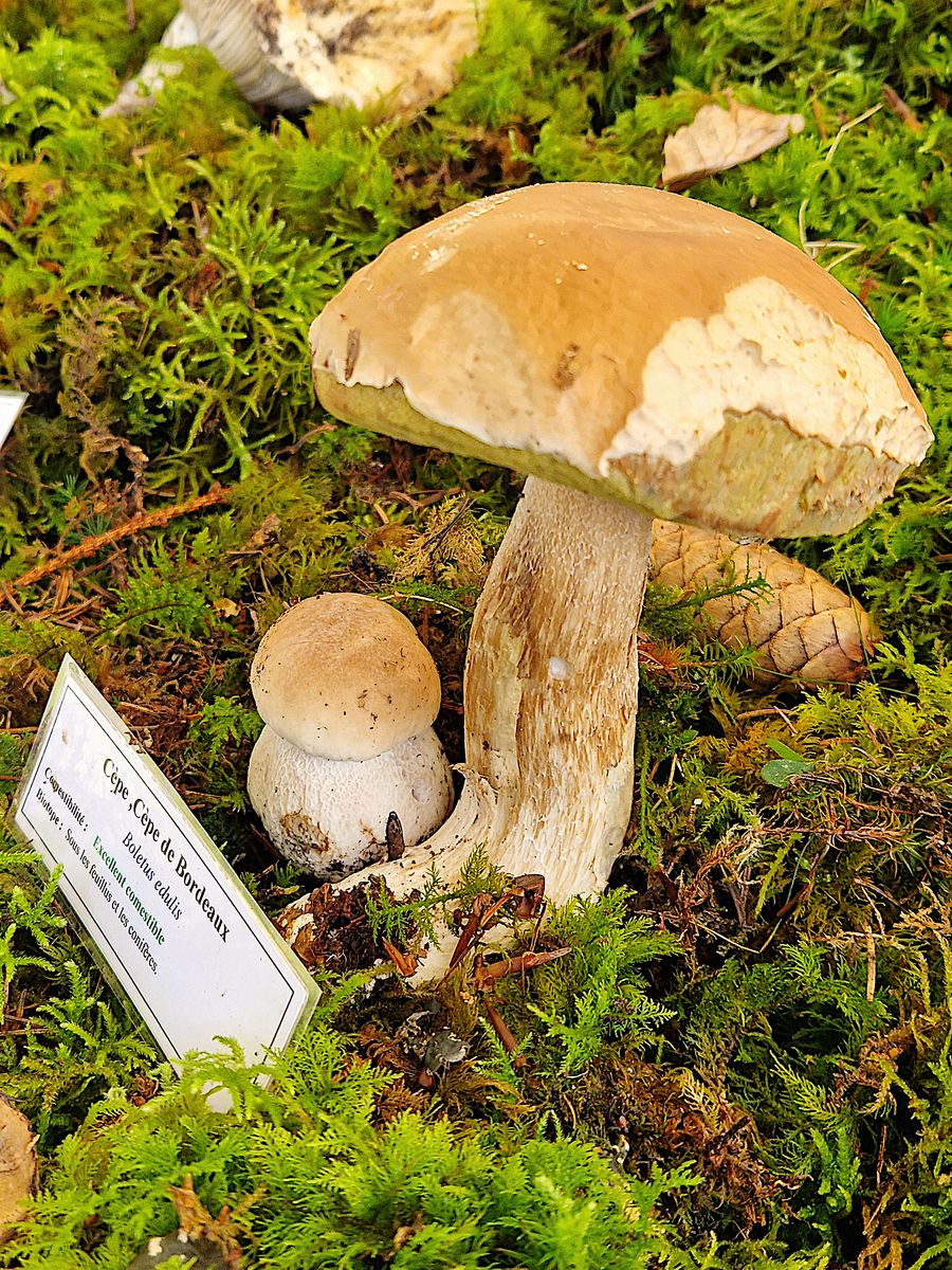 Boletus edulis Expo Loudenvielle 2022 08 21