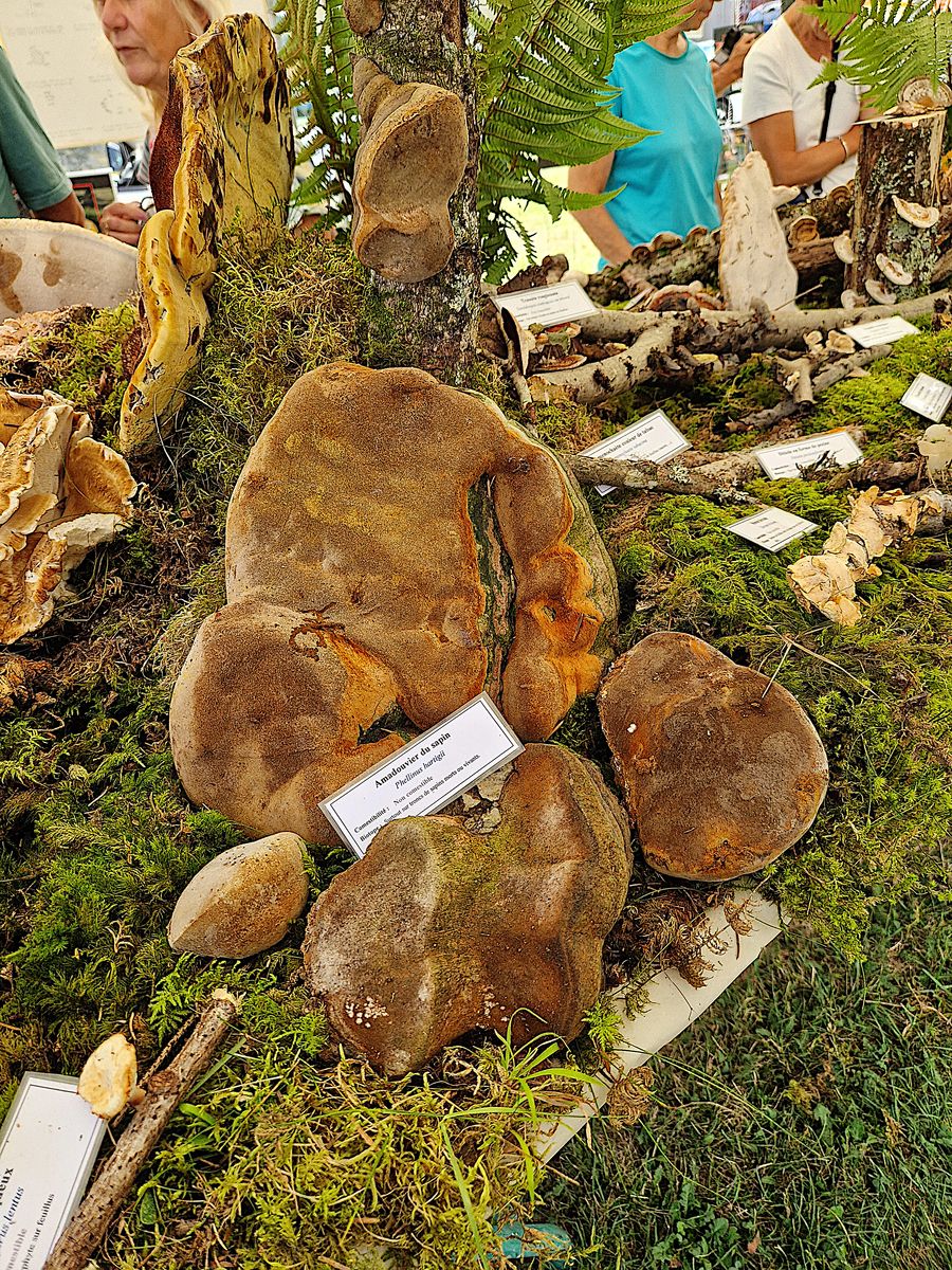 Phellinus hartigii Expo Loudenvielle 2022 08 21