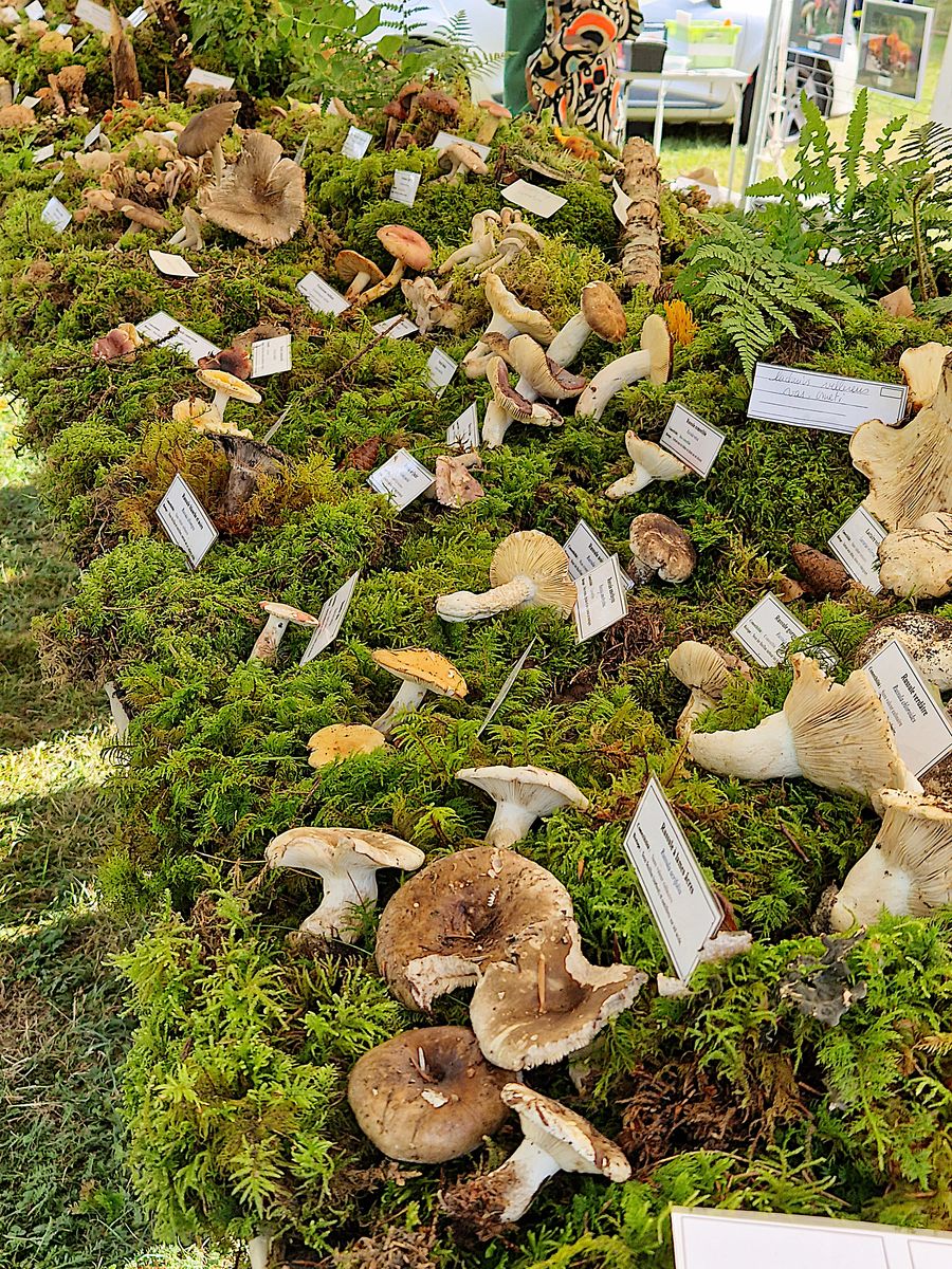 Boletus edulis Expo Loudenvielle 2022 08 21